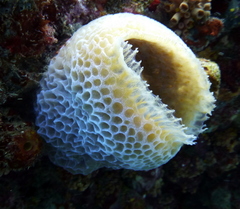 Callyspongia plicifera