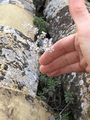 Sedum album