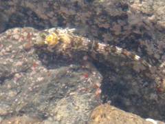 Bellapiscis lesleyae