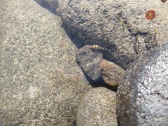 Bellapiscis lesleyae