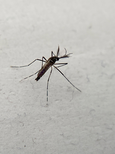 Unknown species found near S Alma School Rd, Chandler, AZ, US