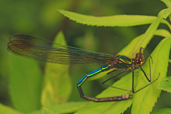 Calopteryx amata