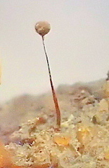 Paradiacheopsis longipes