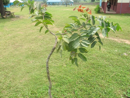 Fraxinus mandshurica iNat (2)