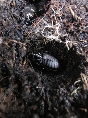 Limodromus