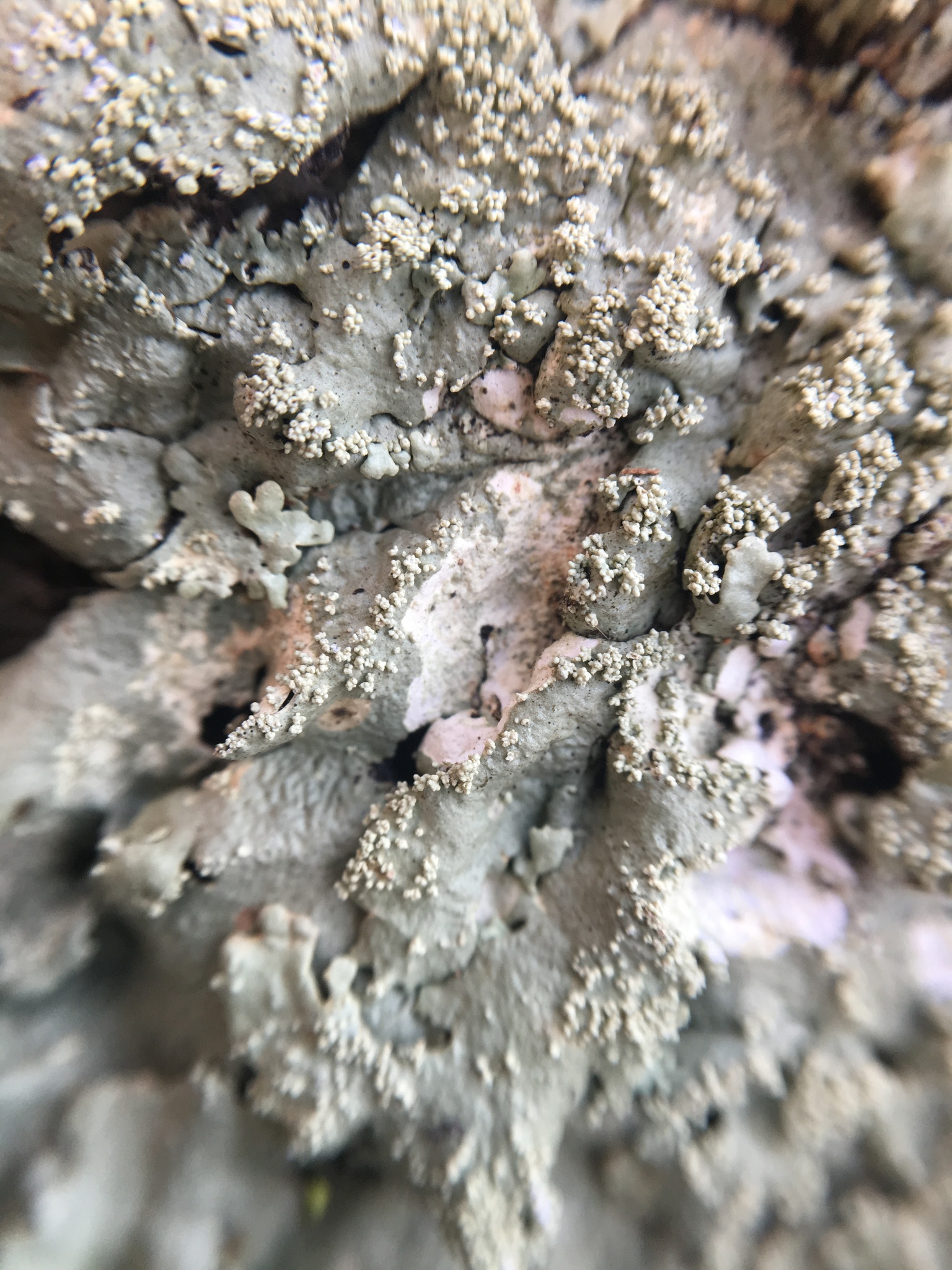 Flavoparmelia baltimorensis image