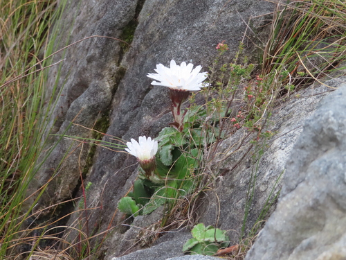 Scallop Fire-Aster (Mairia crenata)