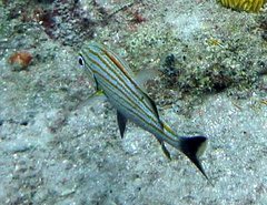 Haemulon carbonarium