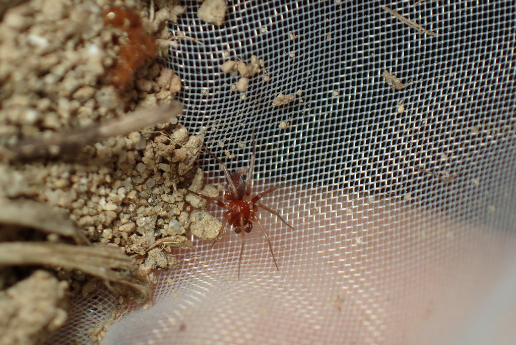 Zodarion italicum