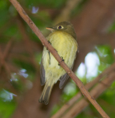 Empidonax difficilis