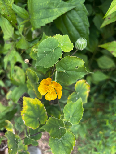 Indian Mallow