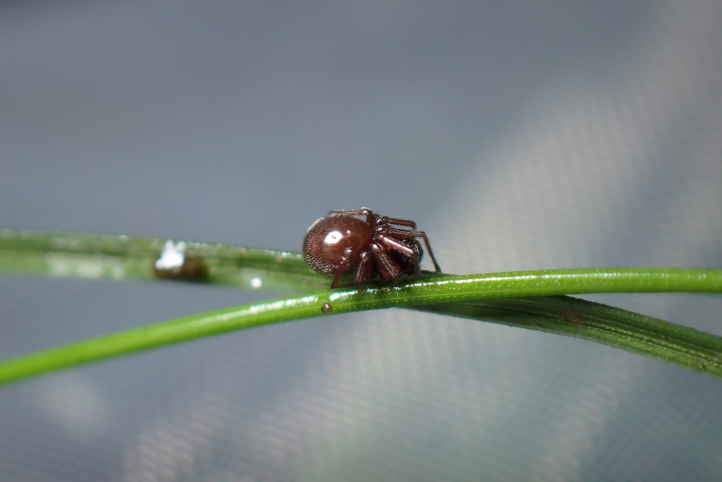 Diplocephalus protuberans