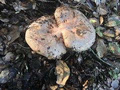 Lactarius argillaceifolius megacarpus
