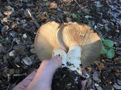 Lactarius argillaceifolius megacarpus