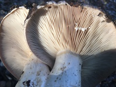 Lactarius argillaceifolius megacarpus