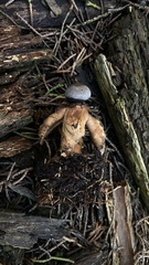 Geastrum fornicatum