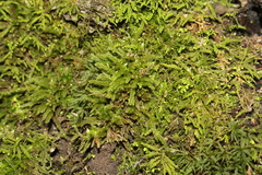 Brachythecium laetum