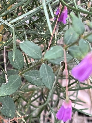 black eyed susan (Tetratheca hirsuta)