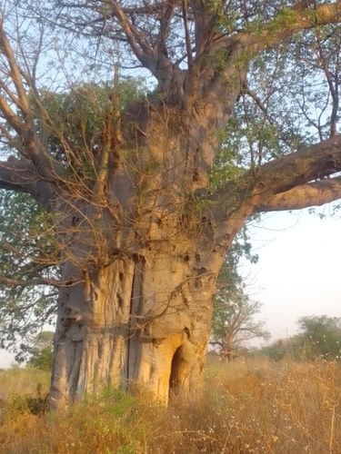 African baobab