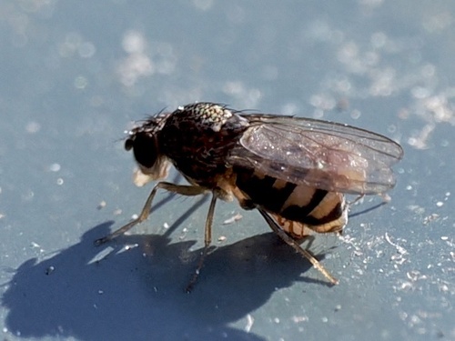 Unknown species found near Weybridge St, Middlebury, VT, US