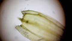 Brachythecium laetum