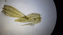 Brachythecium laetum