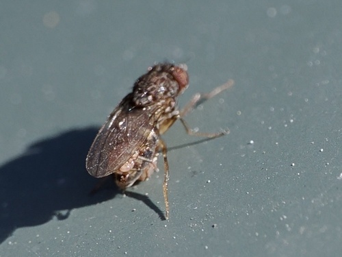 Unknown species found near Sheep Farm Rd, Weybridge, VT, US