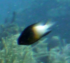 Stegastes partitus