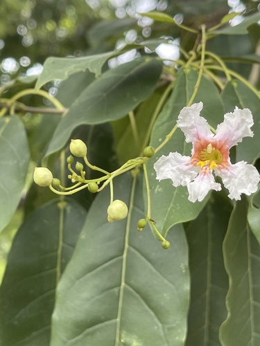 Catalpa longissima observed 2025-10-29