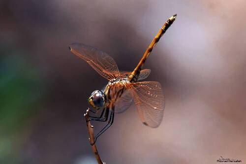 Red-veined Dropwing photo 4