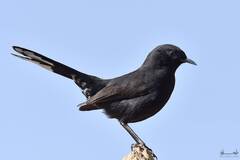 Black Scrub Robin photo 3