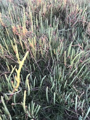 Salicornia neei