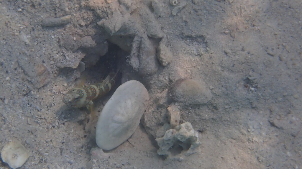 Clypeaster humilis