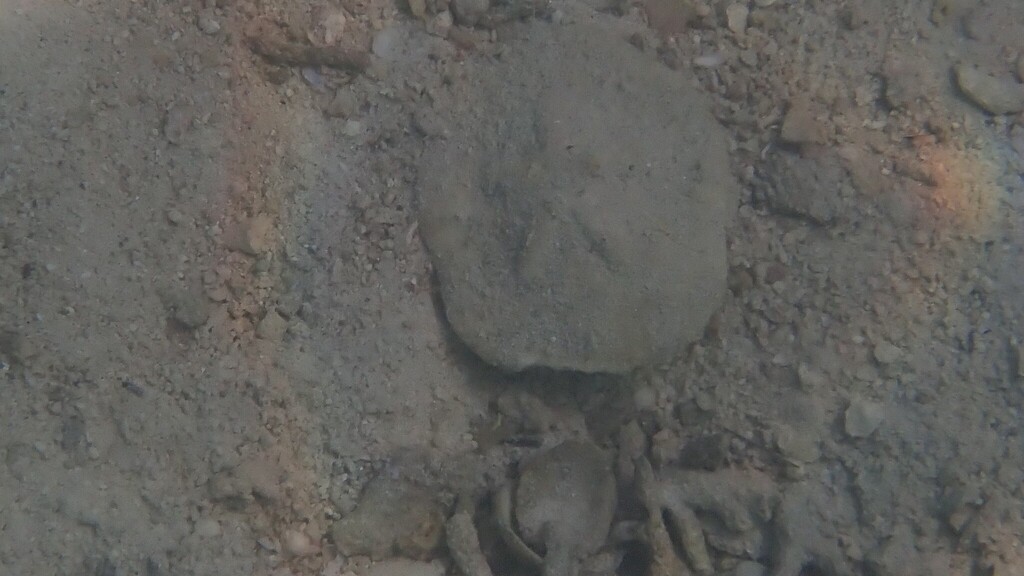 Clypeaster humilis