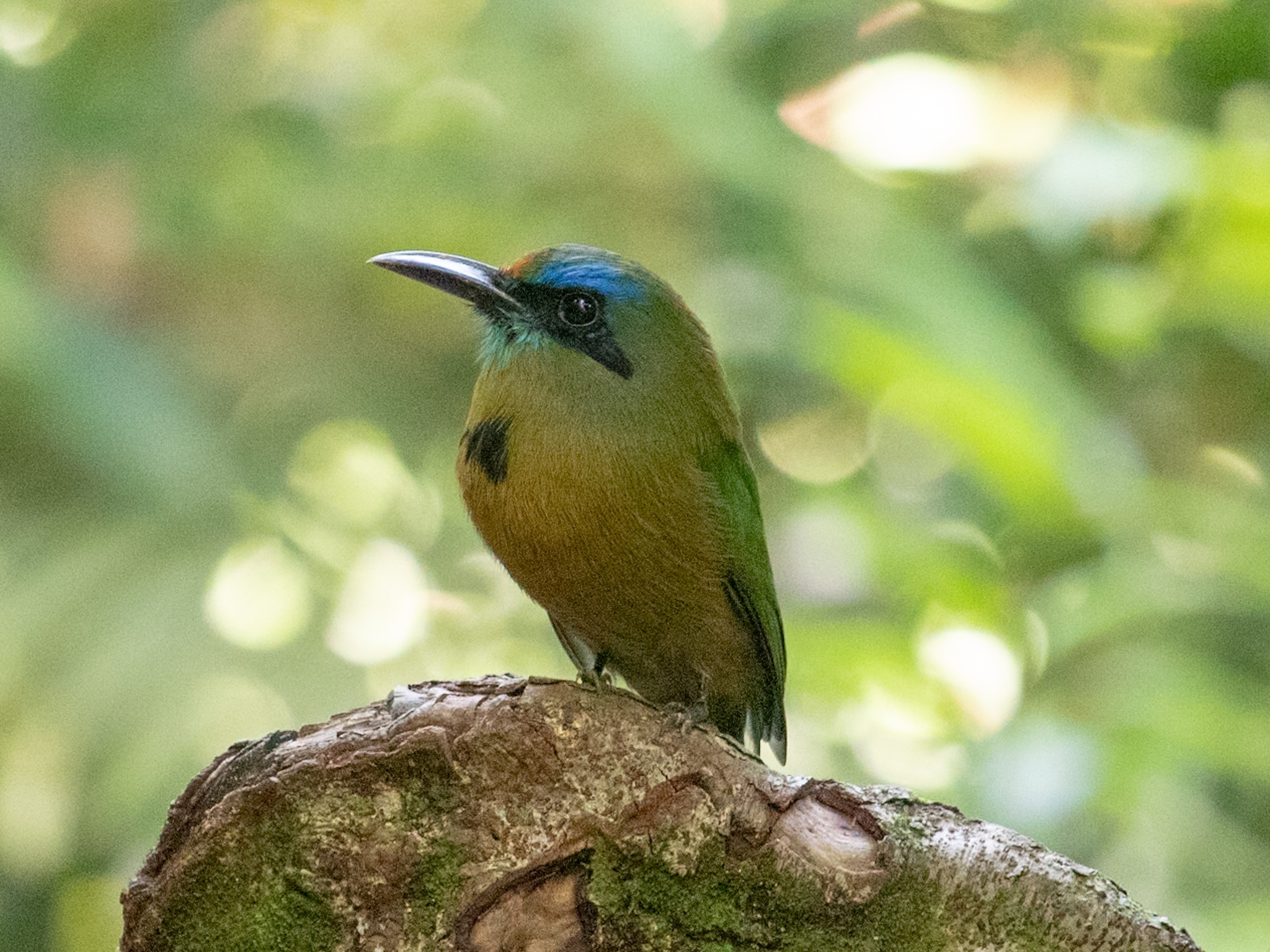 Keel-billed Motmot (Electron carinatum), photo 6