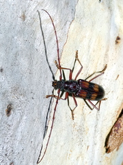 Phoracantha alternata