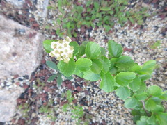 Spiraea blumei