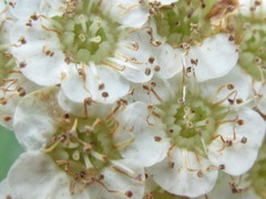 Spiraea blumei
