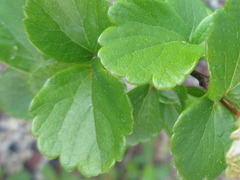 Spiraea blumei