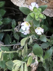 Chaenorhinum villosum