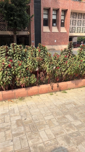 Amaranthus tricolor iNat (3)