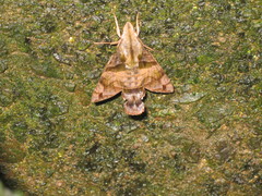 Macroglossum pyrrhostictum