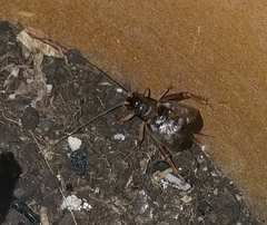 Anurogryllus celerinictus