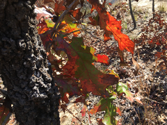 Quercus laevis image