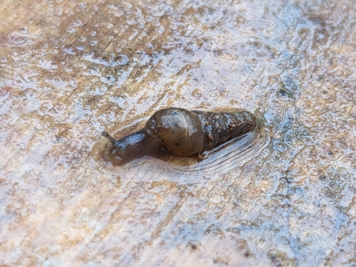Rumina decollata