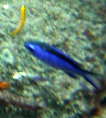 Azurina cyanea