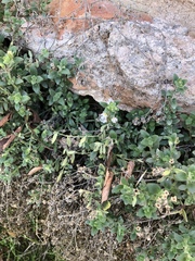 Chaenorhinum villosum