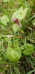 Arisarum vulgare vulgare