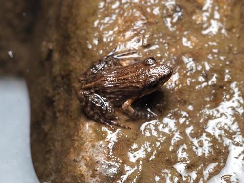 Fujian Frog, Glandirana minima