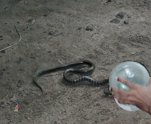 Common Indian trinket snake